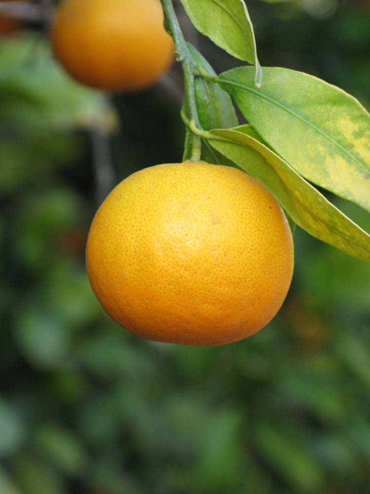            Fruit (Riverside, CA)   